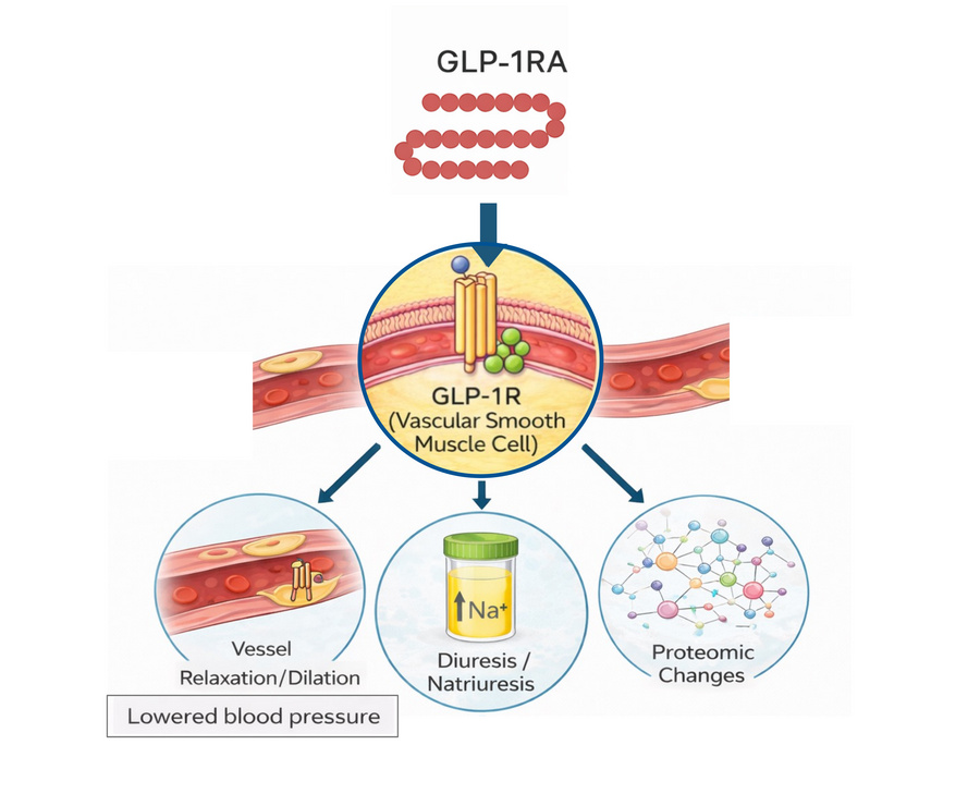graphical abstract