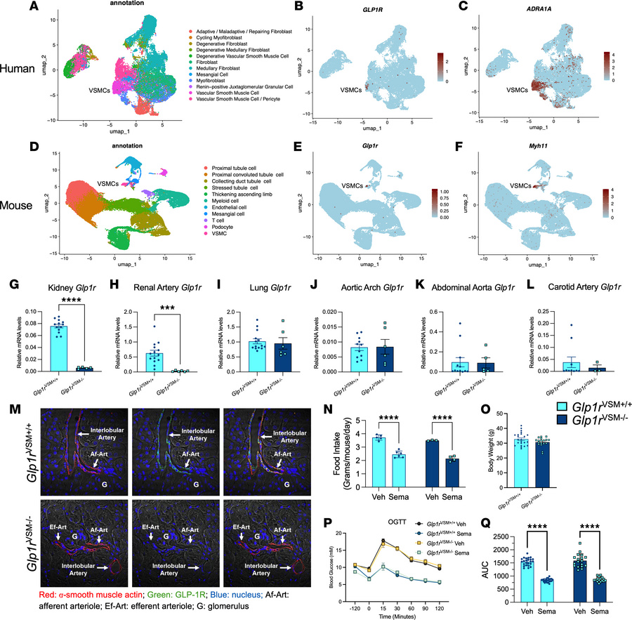 Renal GLP1R/Glp1r is expressed in human and murine vascular smooth muscl...