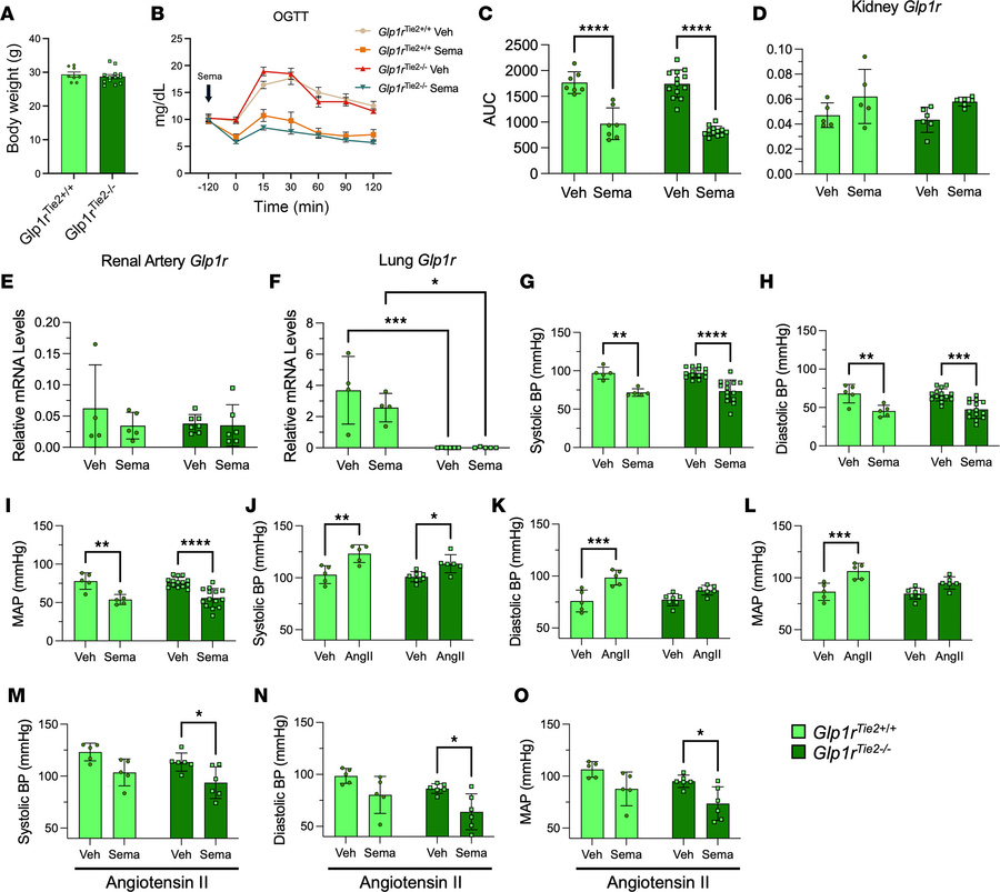 Loss of Glp1r expression in the Tie2 domain does not impair semaglutide-...