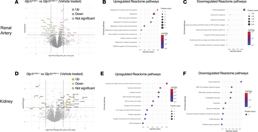 Identification of renal artery and kidney proteomic changes in Glp1rVSM+...