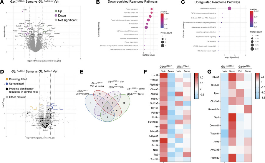 Identification of renal artery proteomic changes with semaglutide treatm...