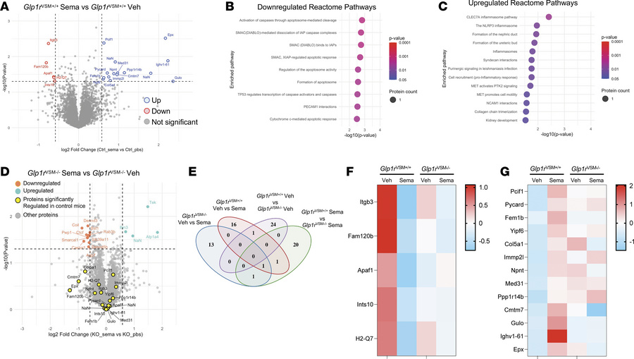 Identification of kidney proteomic changes with semaglutide treatment in...