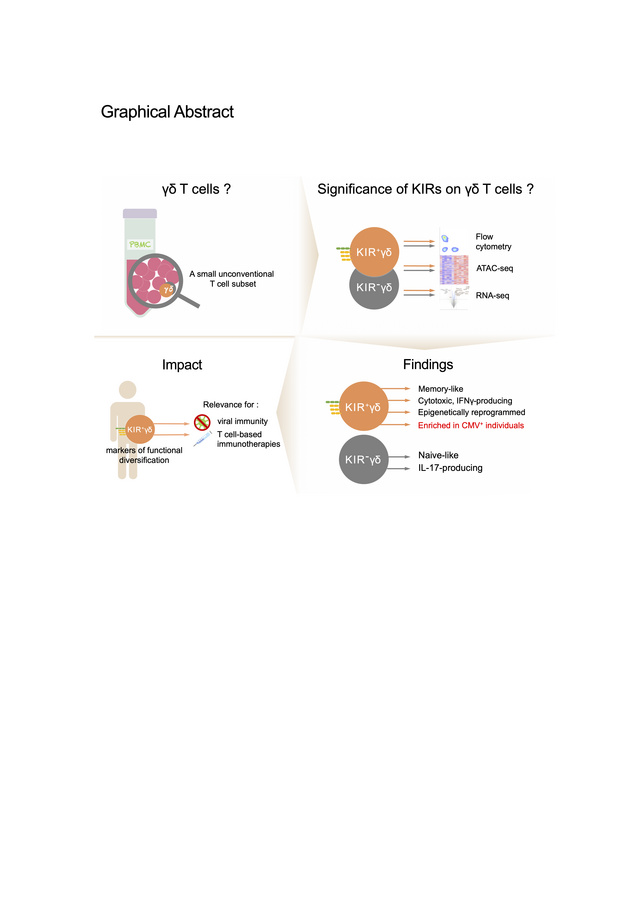 graphical abstract