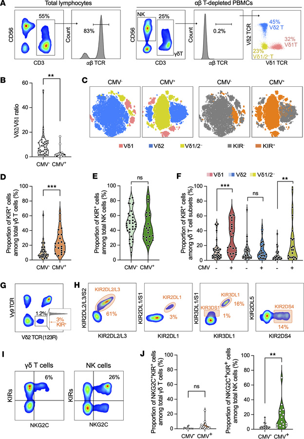 CMV-serostatus influences KIR expression by γδ T cells.
(A) Representati...