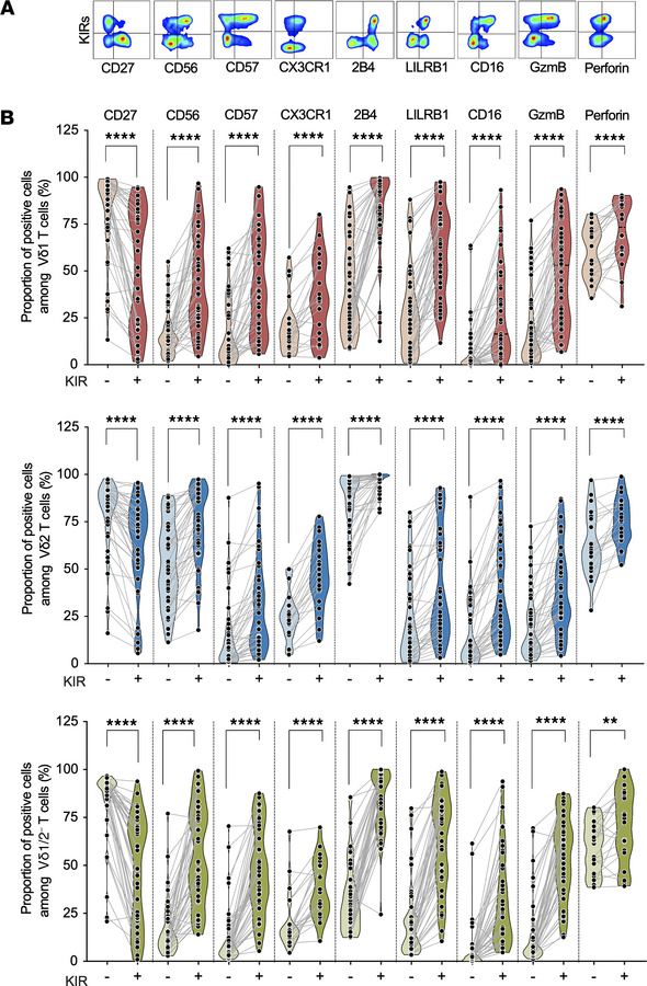 KIR+γδ T cells display enhanced maturity and cytotoxic potential compare...