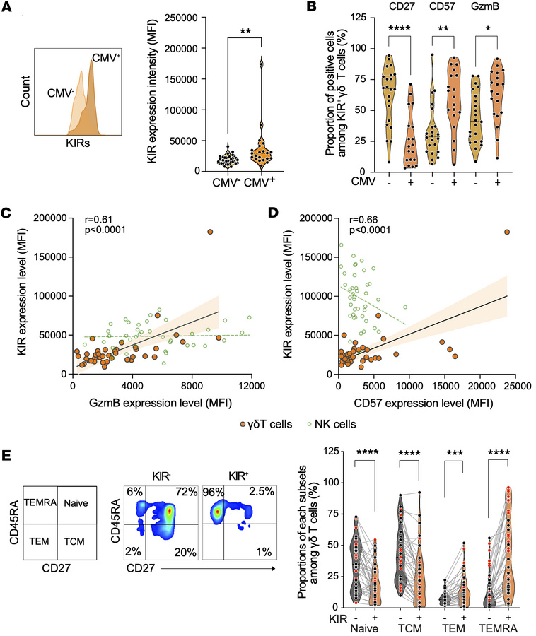 KIR+ γδ T cells have a TEMRA phenotype.
(A) Representative histogram ove...