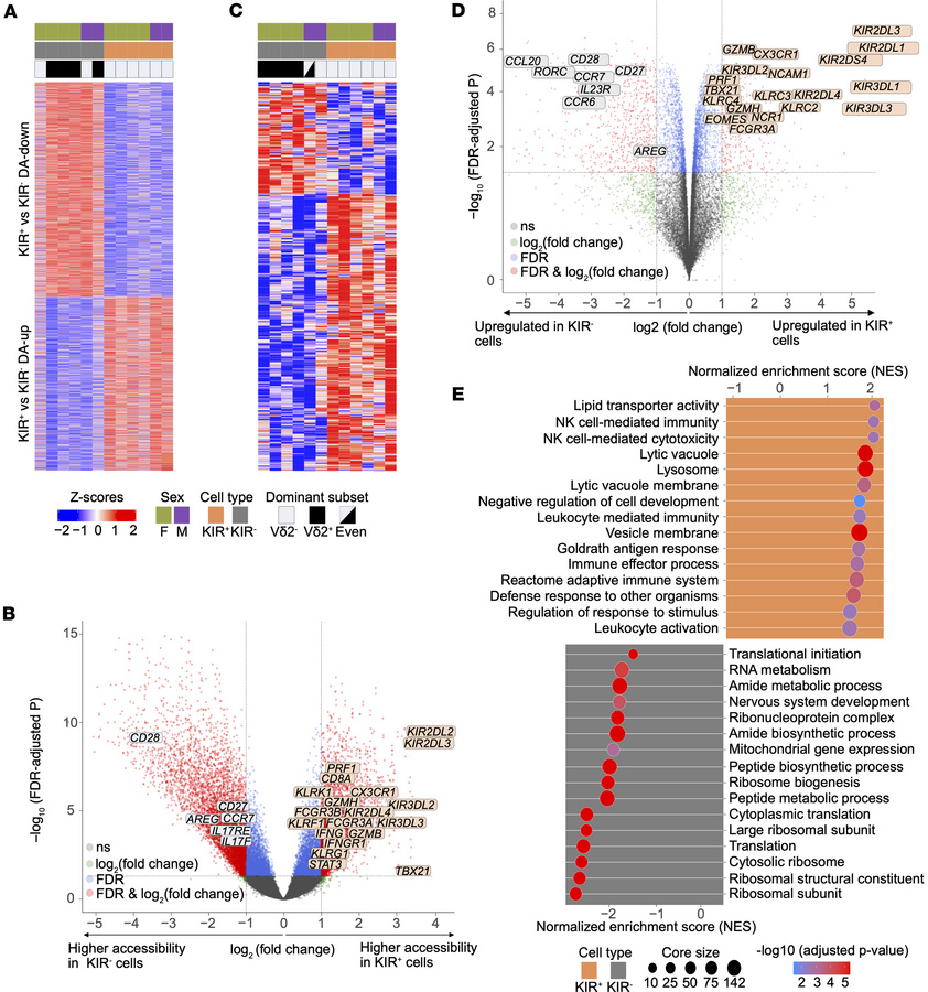 Epigenetic and transcriptomic profiling of γδ T cells reveals a KIR asso...