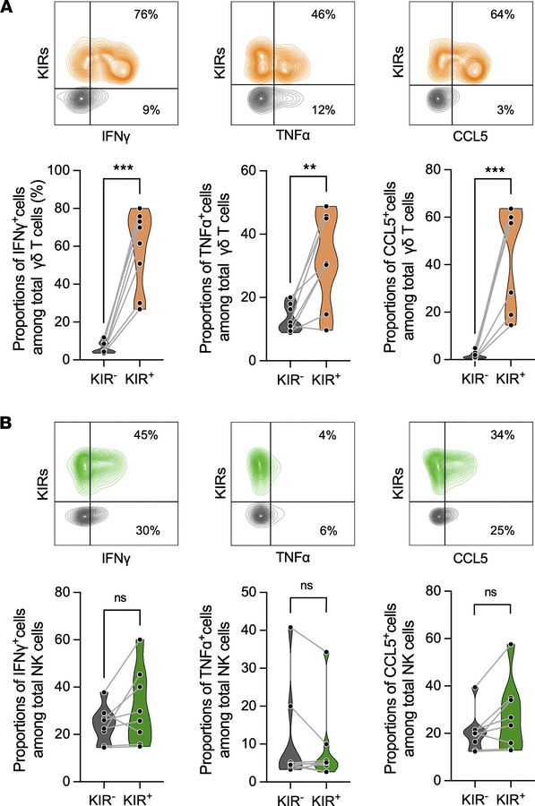 KIR+ γδ T cells exhibit elevated levels of cytokine production following...