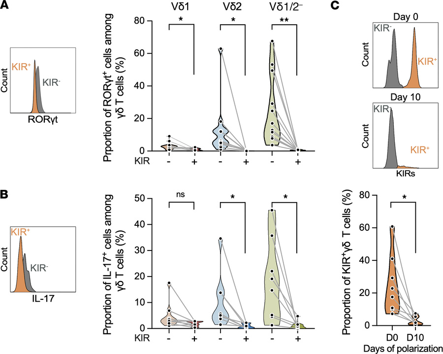 KIR– γδ T cells show increased RORγt and IL-17 expression after polariza...