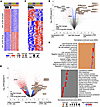 Epigenetic and transcriptomic profiling of γδ T cells reveals a KIR associa