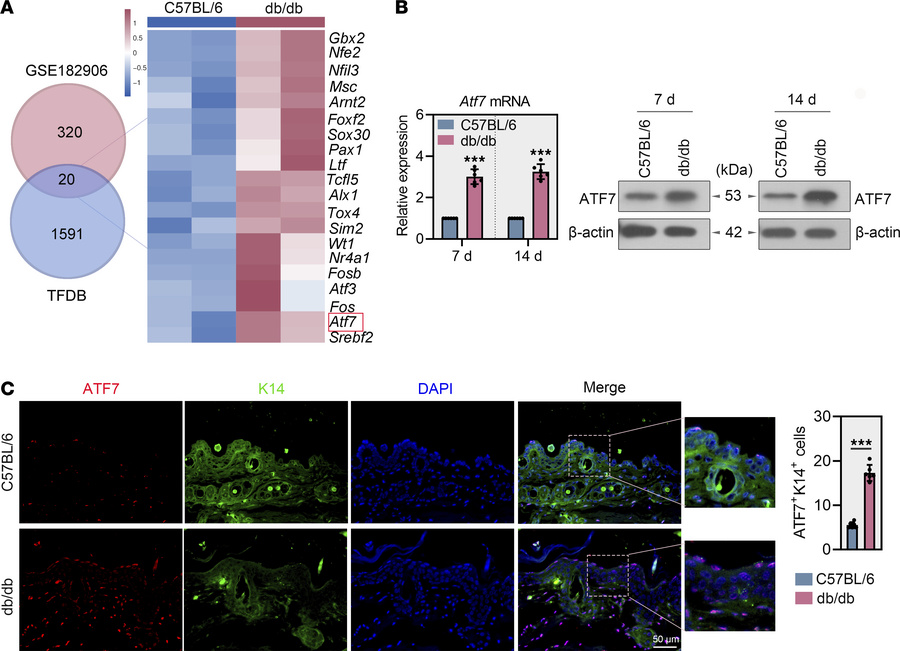 
Atf7 expression is upregulated in wound tissues of diabetic mice.
(A) D...