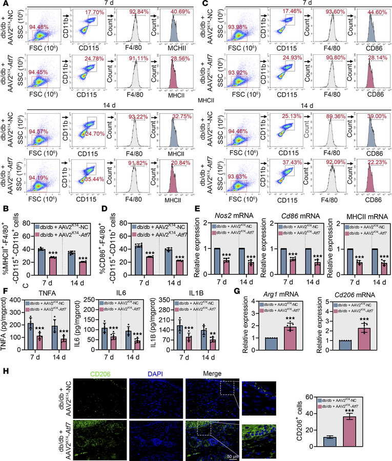 
Atf7 overexpression inhibits macrophage M1 polarization in diabetic wou...