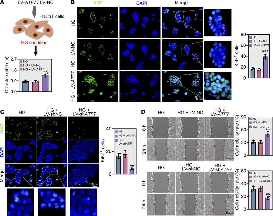 
ATF7 promotes the proliferation of keratinocytes under high-glucose con...