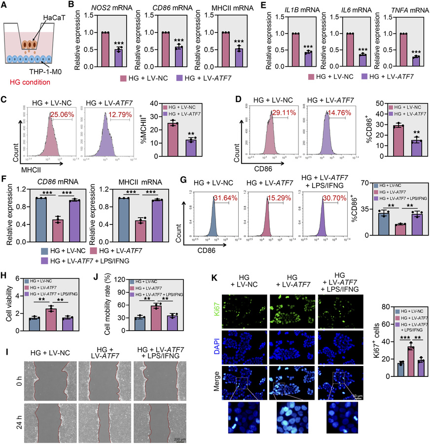 
ATF7 overexpression inhibits macrophage M1 polarization.
(A) Experiment...