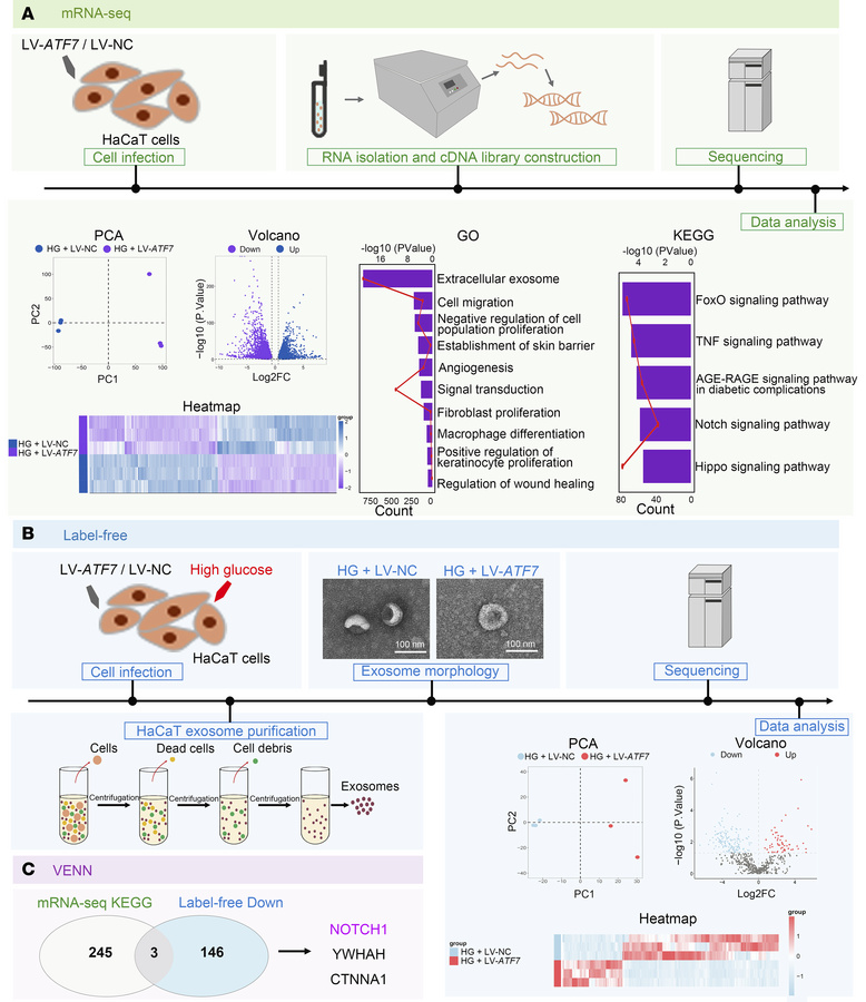 High-throughput omics screening identifies NOTCH1 as a downstream target...