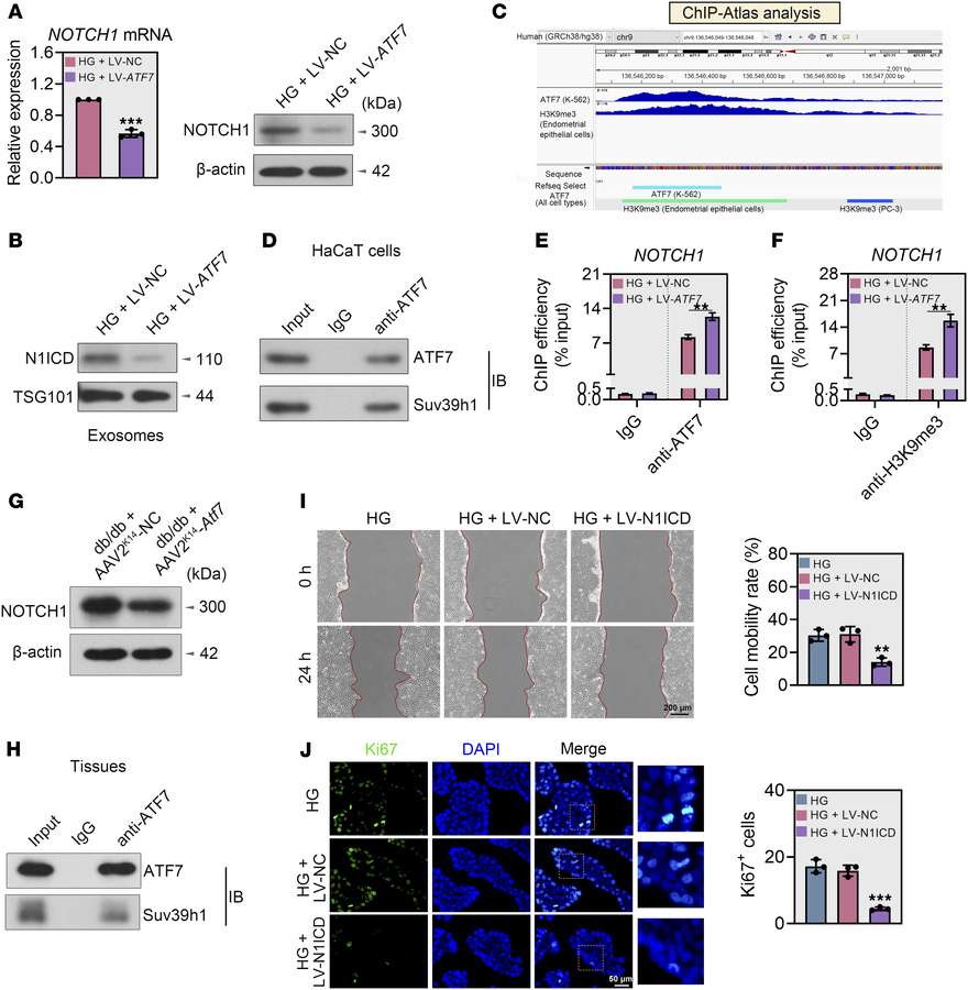 ATF7 transcriptionally represses NOTCH1 and reduces exosomal N1ICD expre...