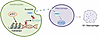 Proposed mechanism.