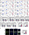 Atf7 overexpression inhibits macrophage M1 polarization in diabetic wounds.