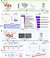 High-throughput omics screening identifies NOTCH1 as a downstream target of