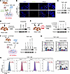 Keratinocyte ATF7 inhibits macrophage M1 polarization by reducing exosomal