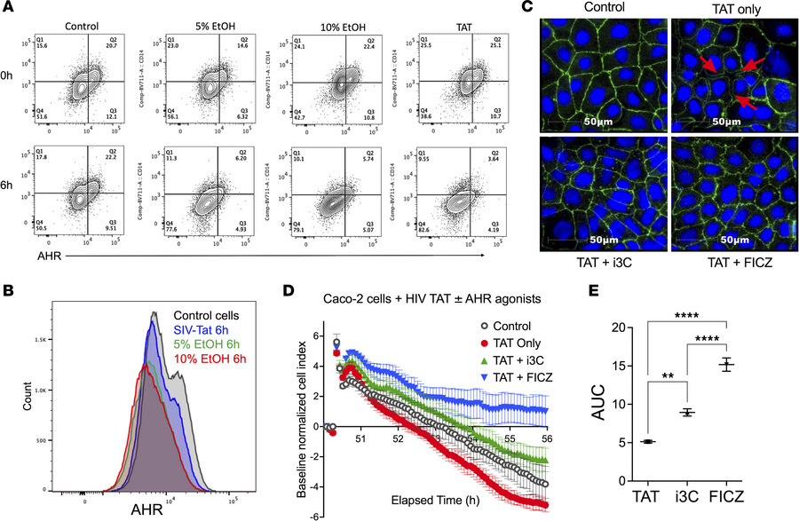 In vitro epithelial monolayer disruption and AHR downregulation by SIV T...