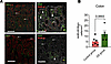 Enrichment of AHR/RORγt-coexpressing cells in dietary indole–supplemented a