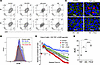 In vitro epithelial monolayer disruption and AHR downregulation by SIV Tat