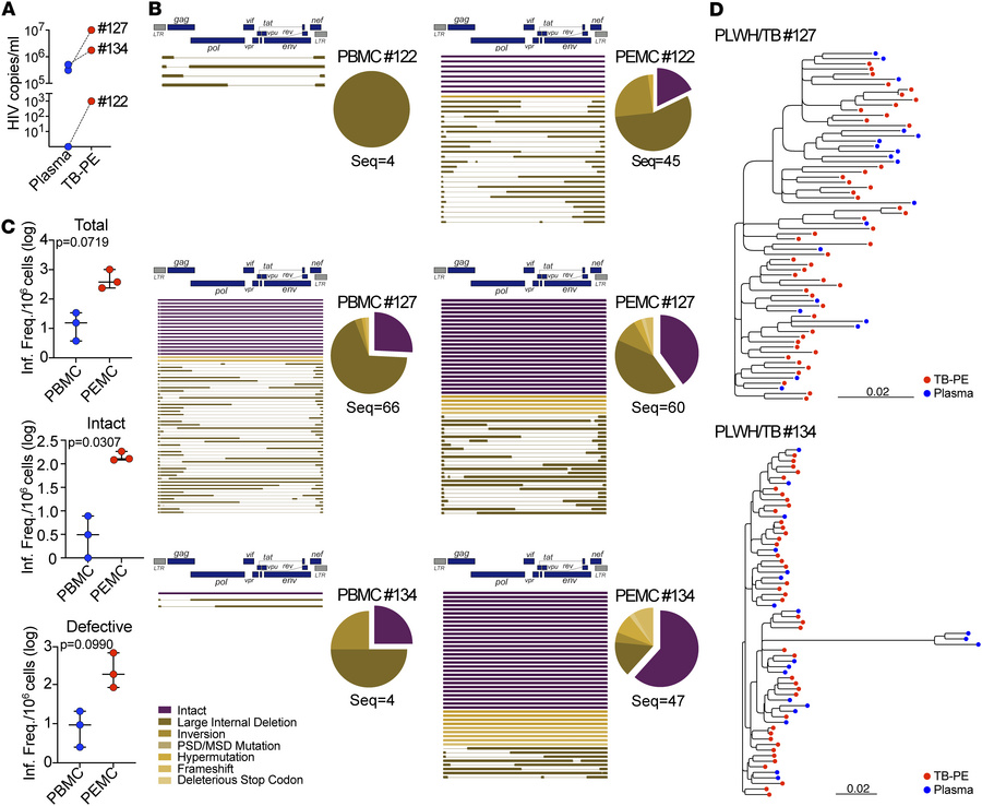 The site of HIV-1/Mtb coinfection is enriched in HIV-1 DNA and RNA.
(A) ...