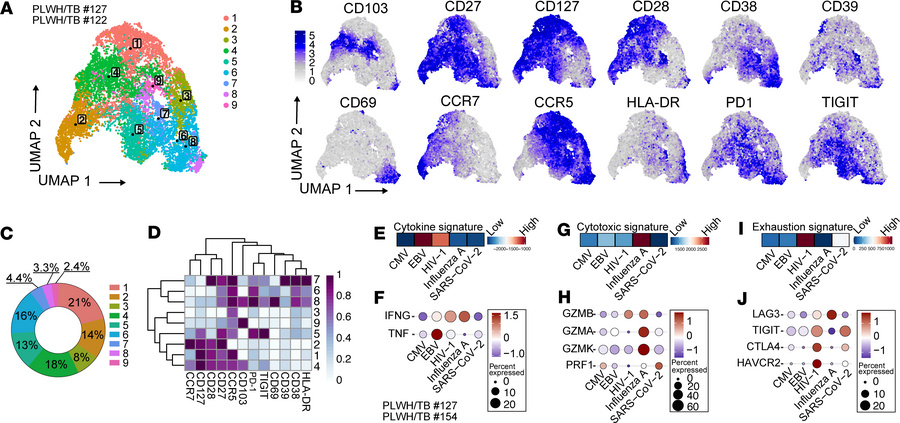 Immunophenotype of TB-PE–derived CD8+ T cells.
(A) UMAP showing unbiased...