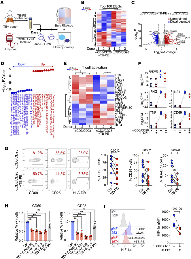 TB-PE treatment downmodulates T cell effector functionality.
(A) Schemat...