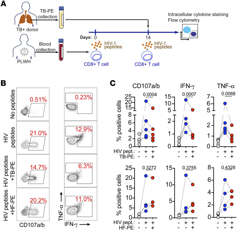 The effector anti–HIV-1 responses of CD8+ T cells are inhibited by TB-PE...