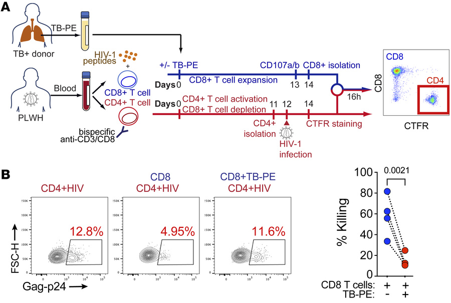 TB-PE inhibits the cytotoxic function of HIV-1–specific CD8+ T cells.
(A...