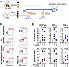 The effector anti–HIV-1 responses of CD8+ T cells are inhibited by TB-PE.