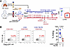 TB-PE inhibits the cytotoxic function of HIV-1–specific CD8+ T cells.