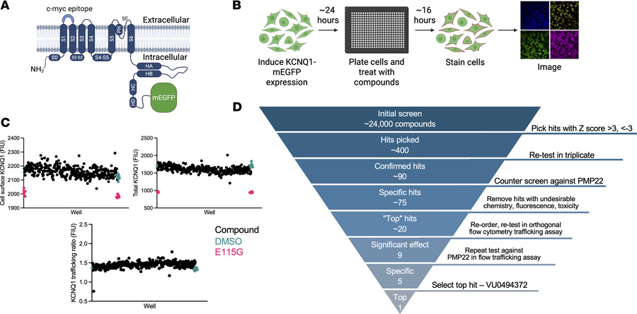 A high-throughput screen to identify compounds that alter KCNQ1 expressi...