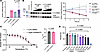 VU0494372 effects do not involve modulation of KCNQ1 degradation, transcrip