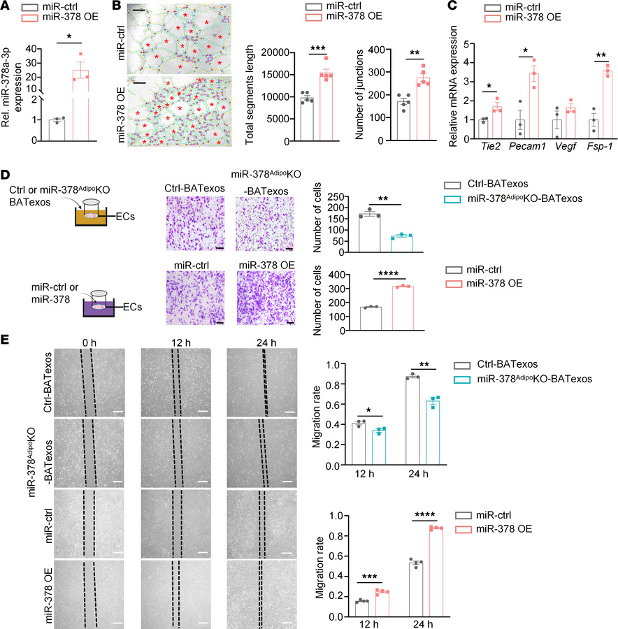 miR-378a-3p mediates the pro-angiogenic effect of BATexos on endothelial...