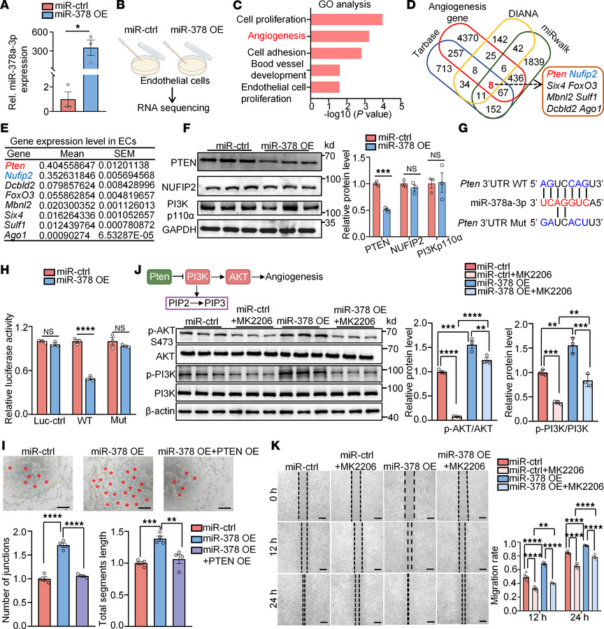 miR-378a-3p enhances endothelial angiogenic function by targeting Pten a...