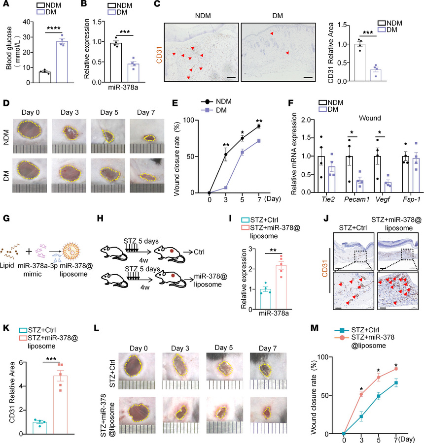 Liposome-encapsulated miR-378 mimics promote wound healing in diabetic m...
