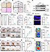 Ablation of BAT impairs vascular repair and wound healing.