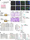 BATexos promote EC migration and tube formation in vitro.