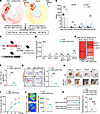 Loss of miR-378 in BAT impairs angiogenesis and delays wound healing.