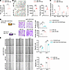 miR-378a-3p mediates the pro-angiogenic effect of BATexos on endothelial ce