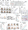 Liposome-encapsulated miR-378 mimics promote wound healing in diabetic mice