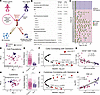 Immune cells and proteins change over gestation.