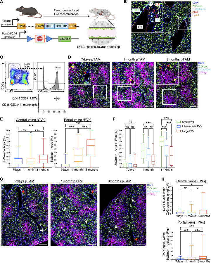 Progressive expansion of Clec4g+ endothelial cells into portal vessels f...