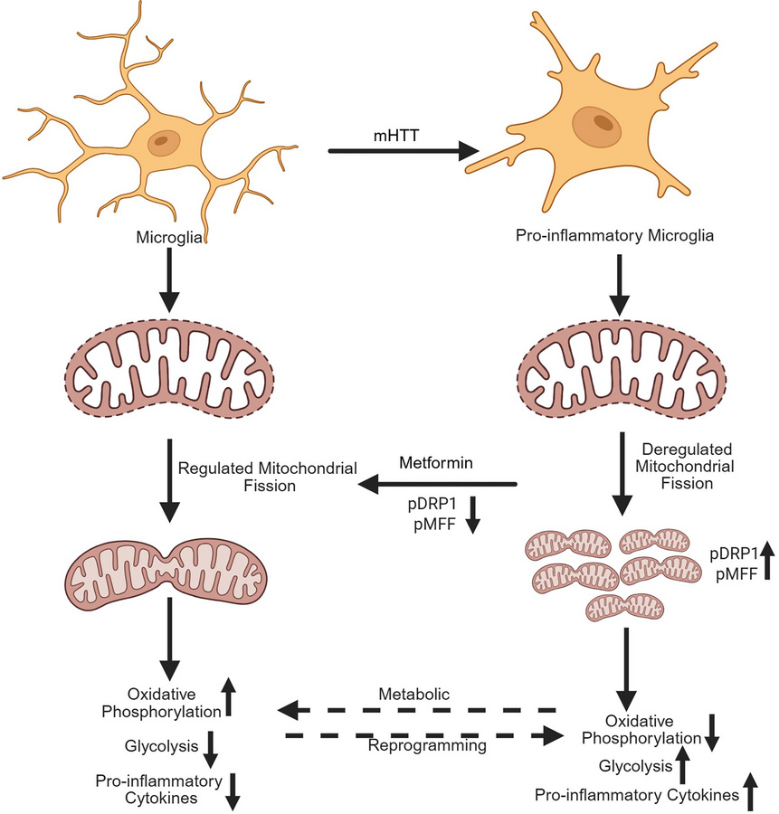 graphical abstract