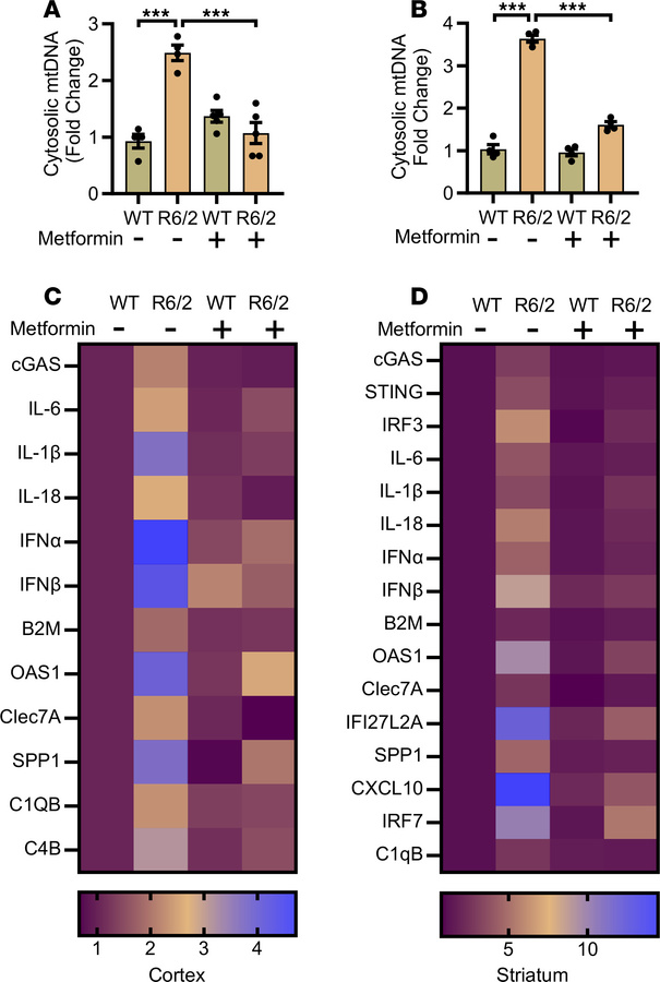 Metformin regulates mtDNA release and subsequent inflammation in HD.
(A)...