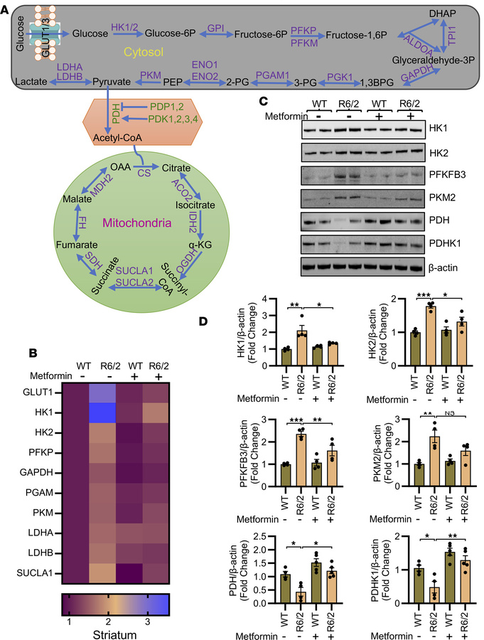 Metformin reprograms impaired metabolism in the R6/2 mouse brain.
(A) Pi...