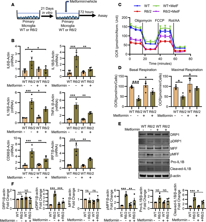 Metformin reprograms microglial metabolism via mitochondrial fission.
(A...